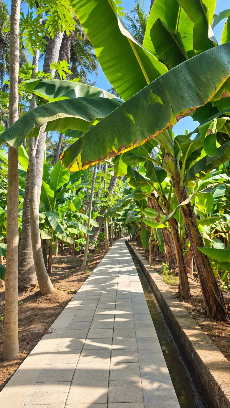 Garden path among banana plants — Standard villa, Casa di Legno Resort